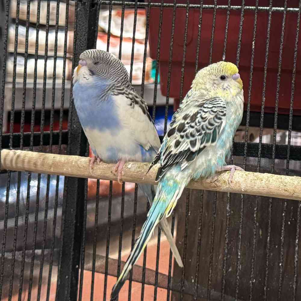 carousel pet images