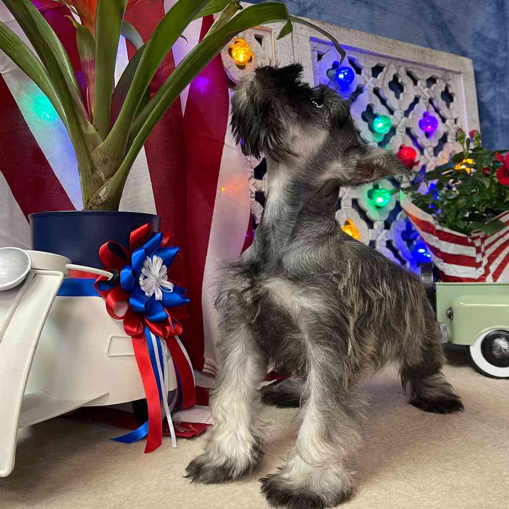 carousel pet images
