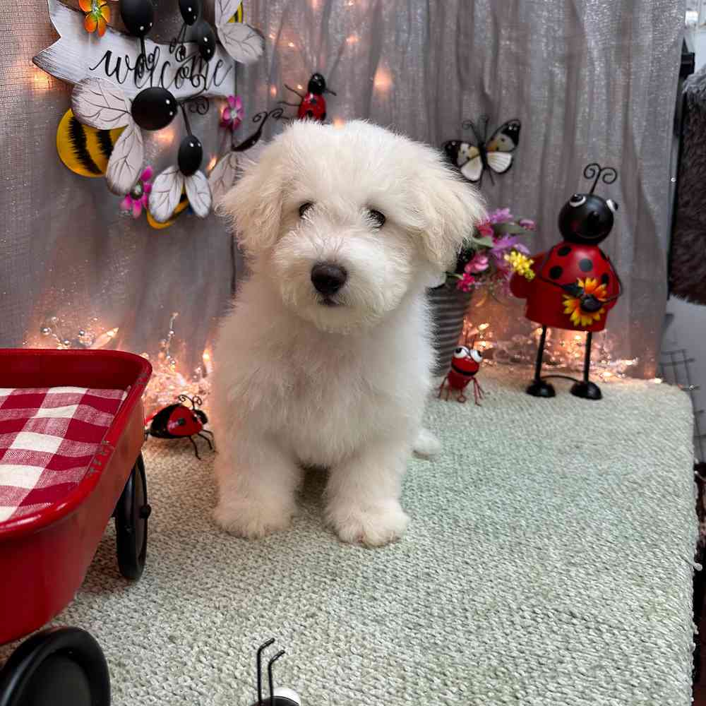 carousel pet images