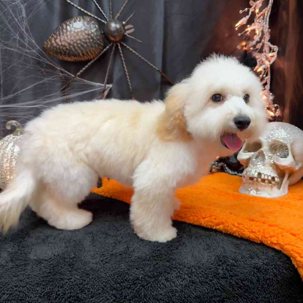 carousel pet images