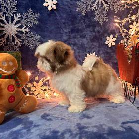 Shih Tzu