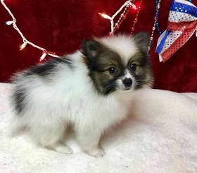Pomeranian
