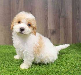 Cockapoo