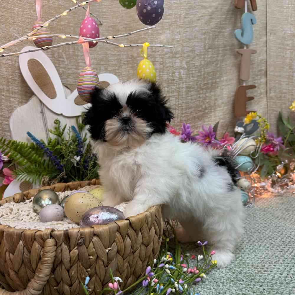 carousel pet images