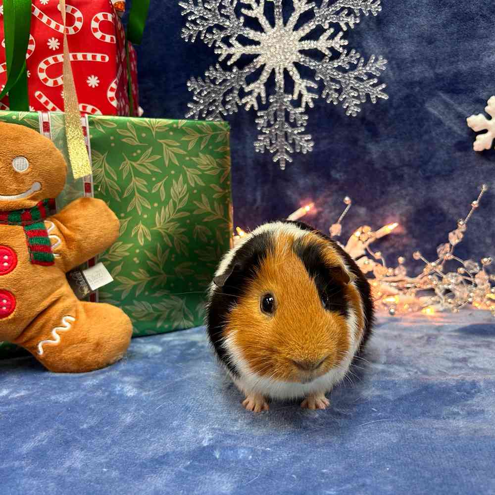 carousel pet images
