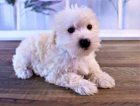 Schnoodle