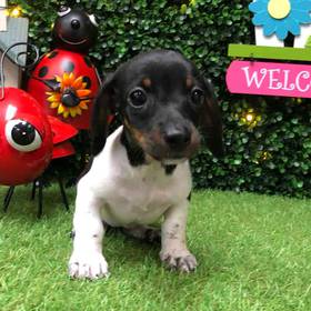 Dachshund