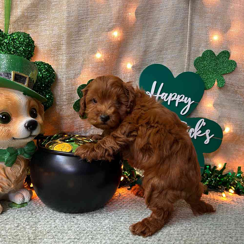 carousel pet images