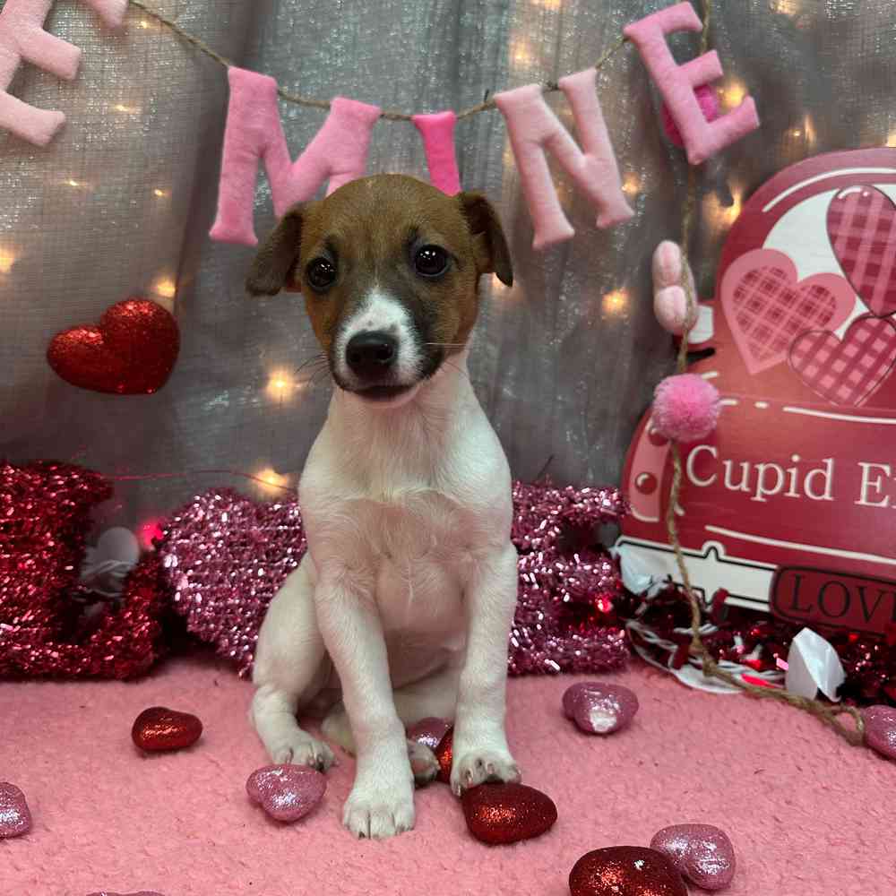 carousel pet images