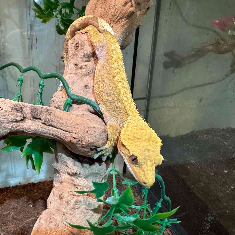 Image of a pet breed in the gallery
