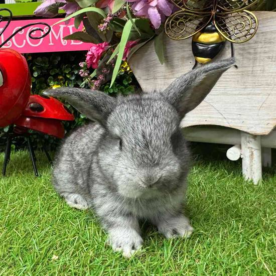 Flemish Giant Holland Lop Mix