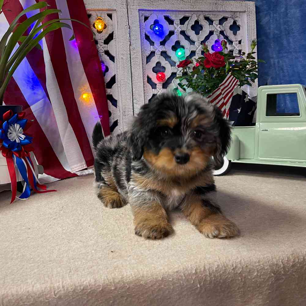 carousel pet images