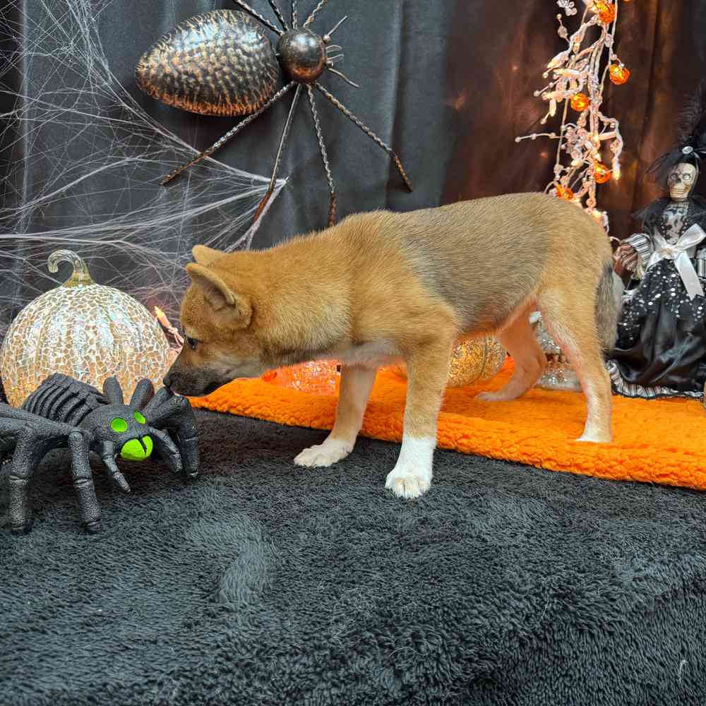 carousel pet images