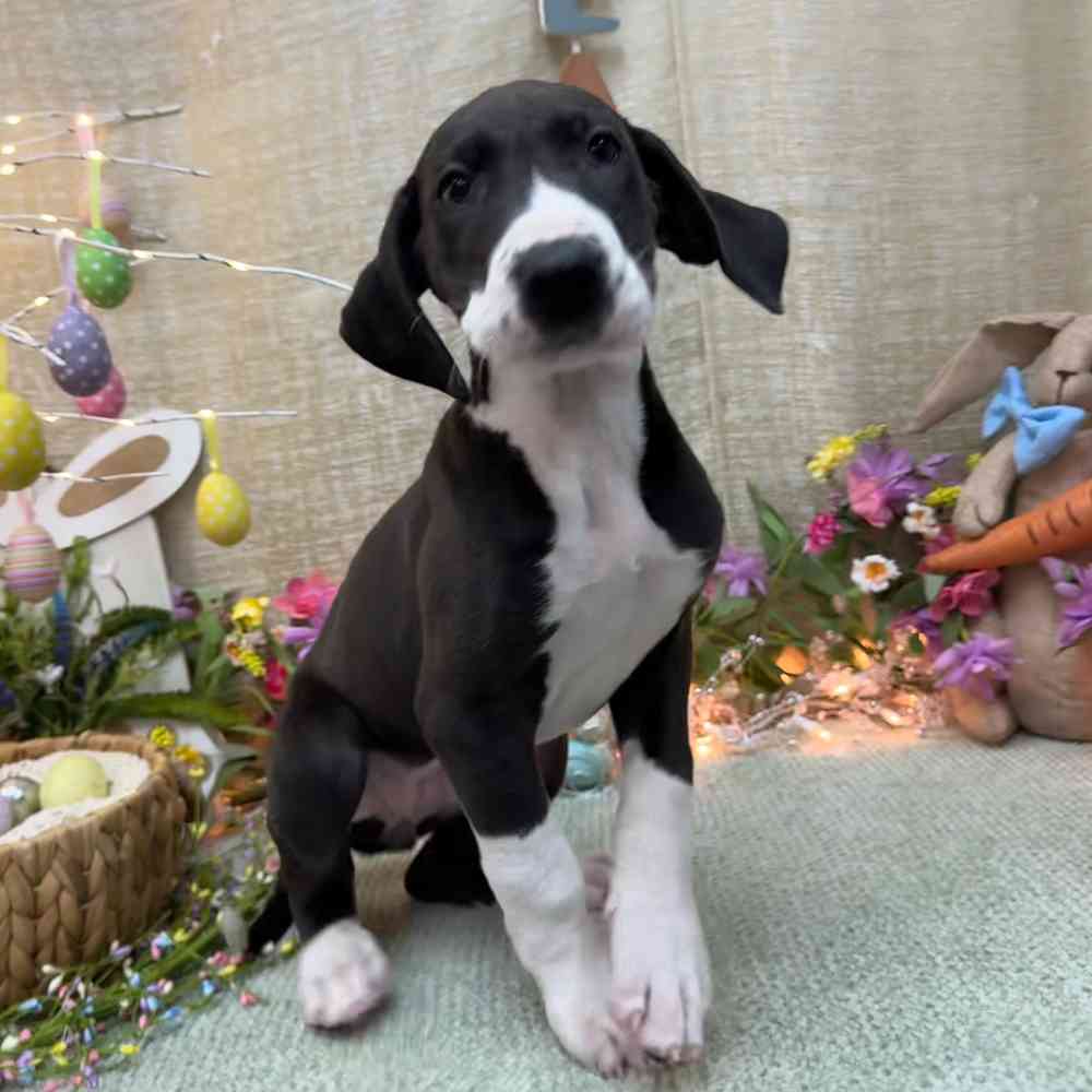 carousel pet images