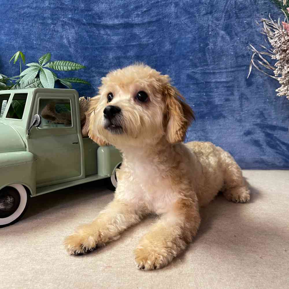 carousel pet images