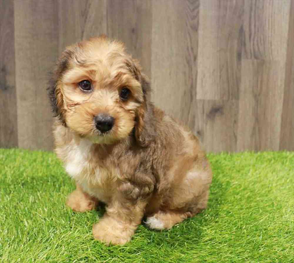 Image of a pet breed in the gallery