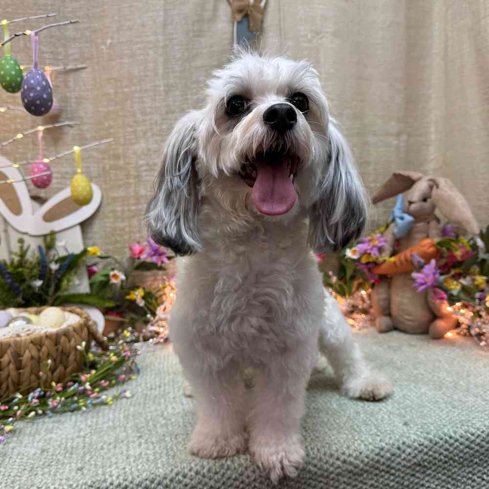 carousel pet images