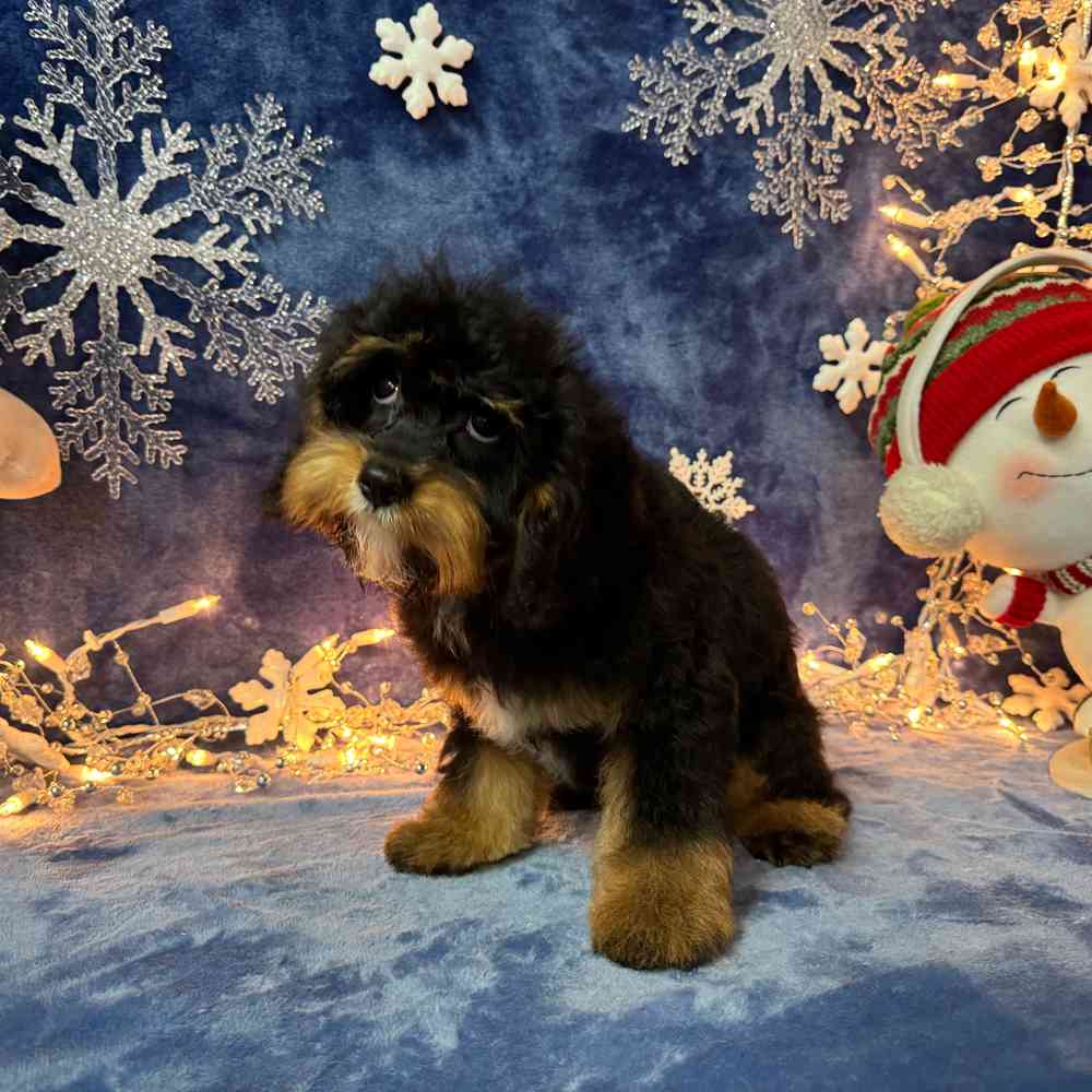 carousel pet images