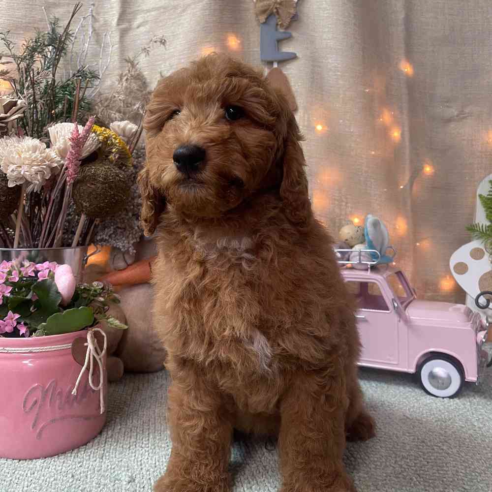 carousel pet images