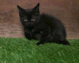 kitten