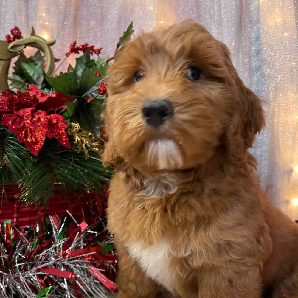 carousel pet images