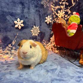 Guinea Pig