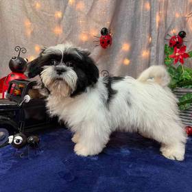 Shih Tzu