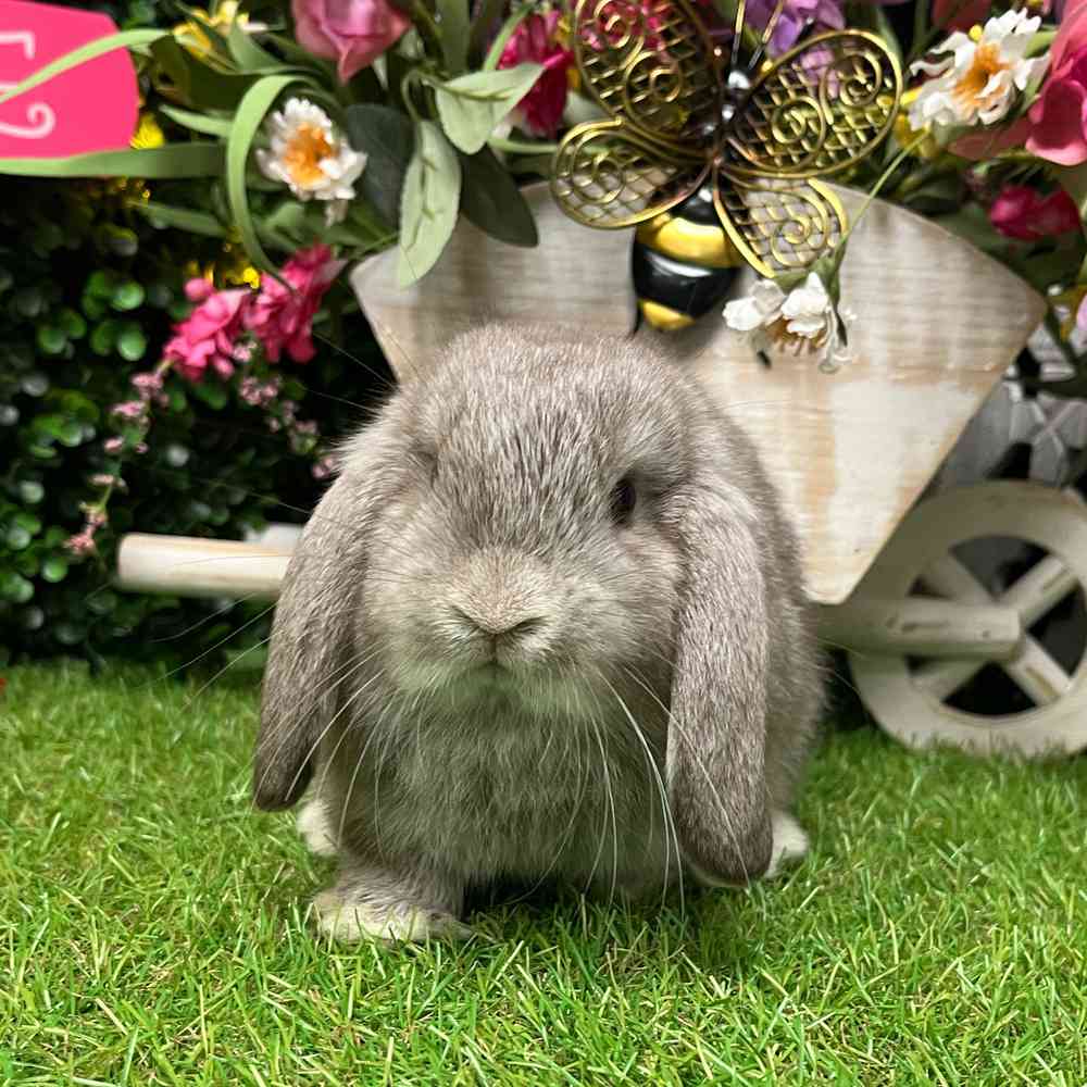 carousel pet images
