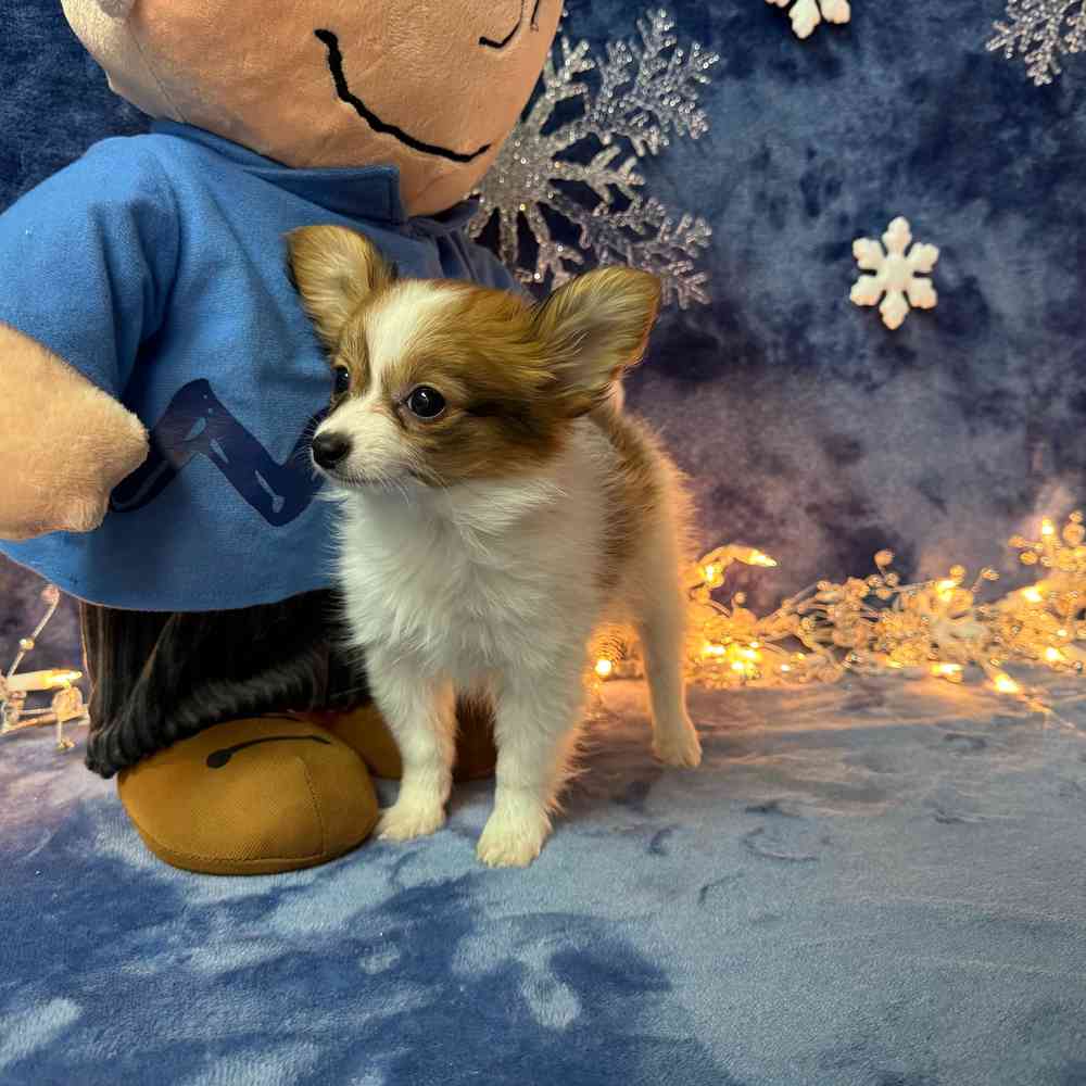 carousel pet images