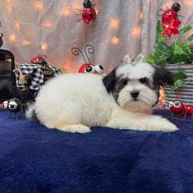 Coton De Tulear