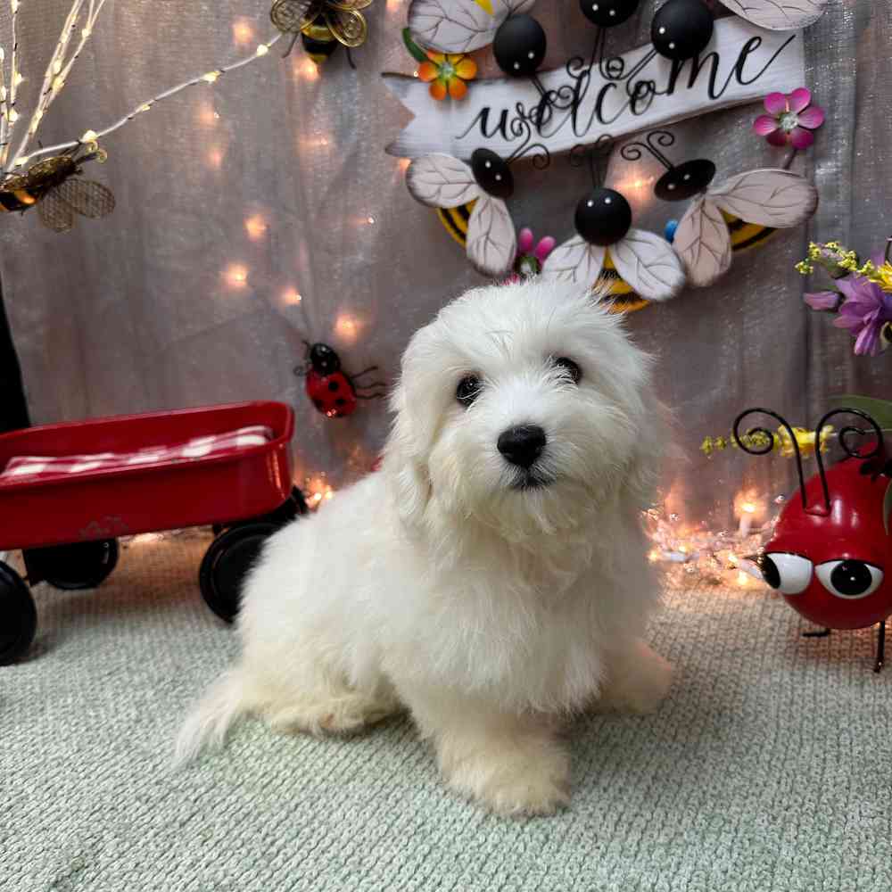 carousel pet images