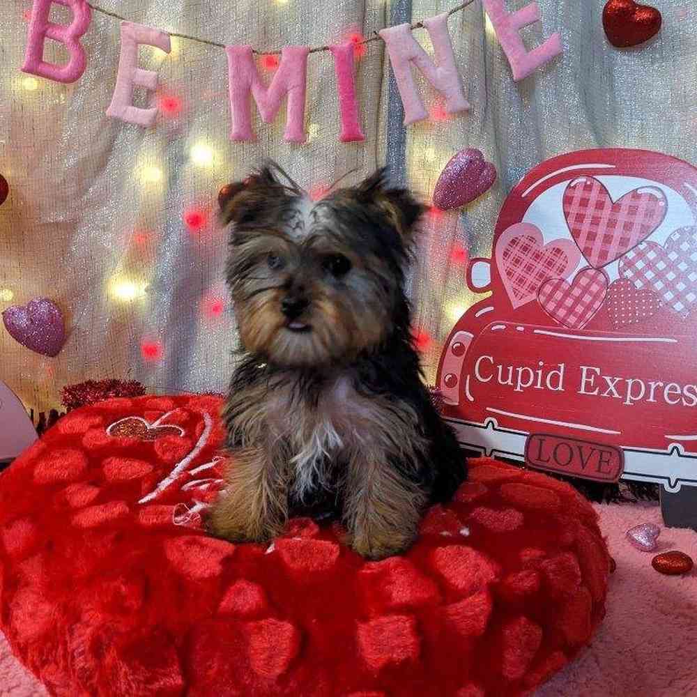 carousel pet images