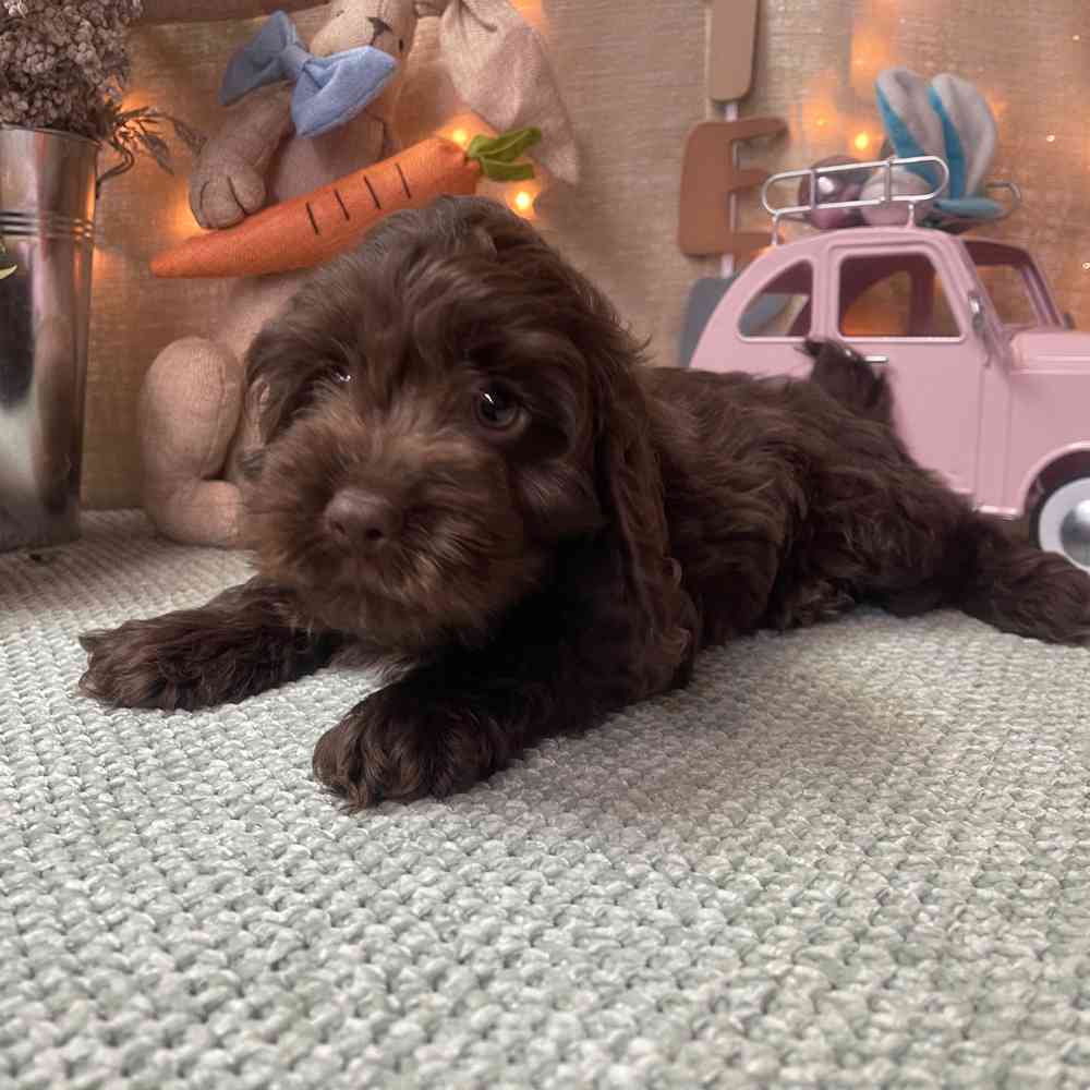 carousel pet images