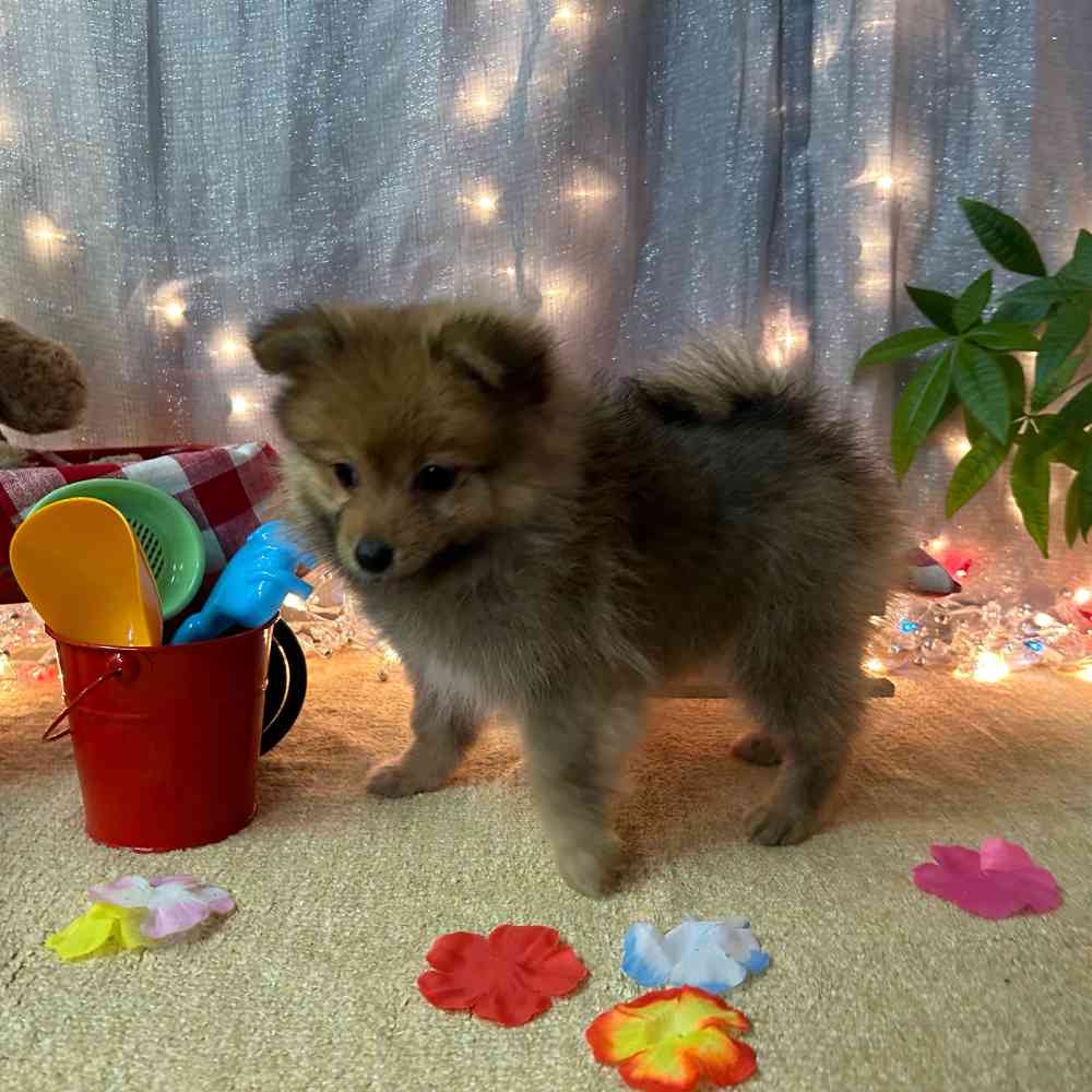 carousel pet images