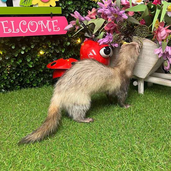 Ferret
