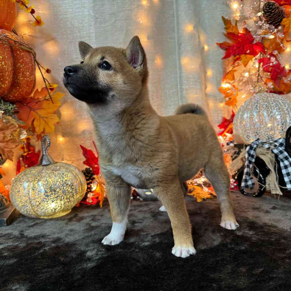 carousel pet images