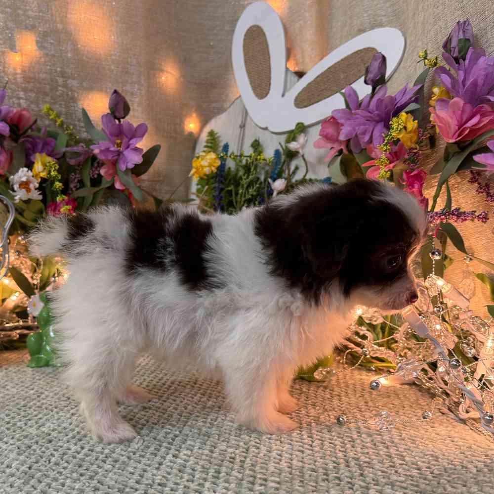 carousel pet images