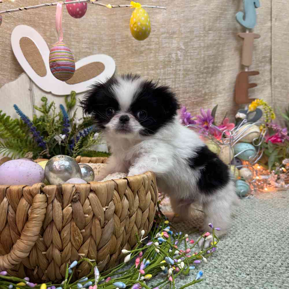 Image of a pet breed in the gallery