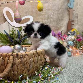 Japanese Chin