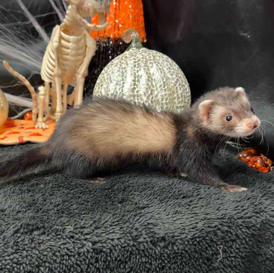 Ferret