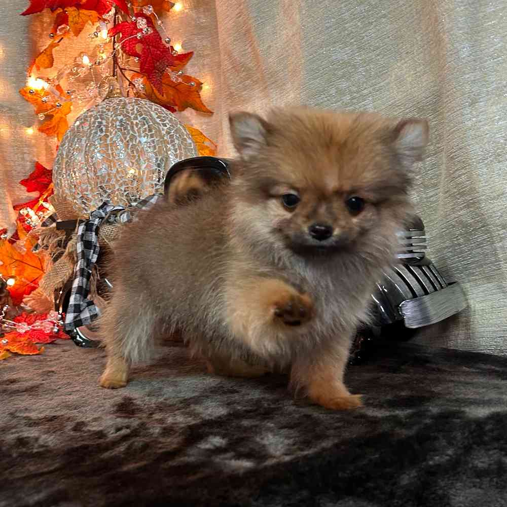 carousel pet images