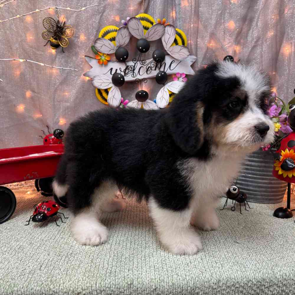 carousel pet images