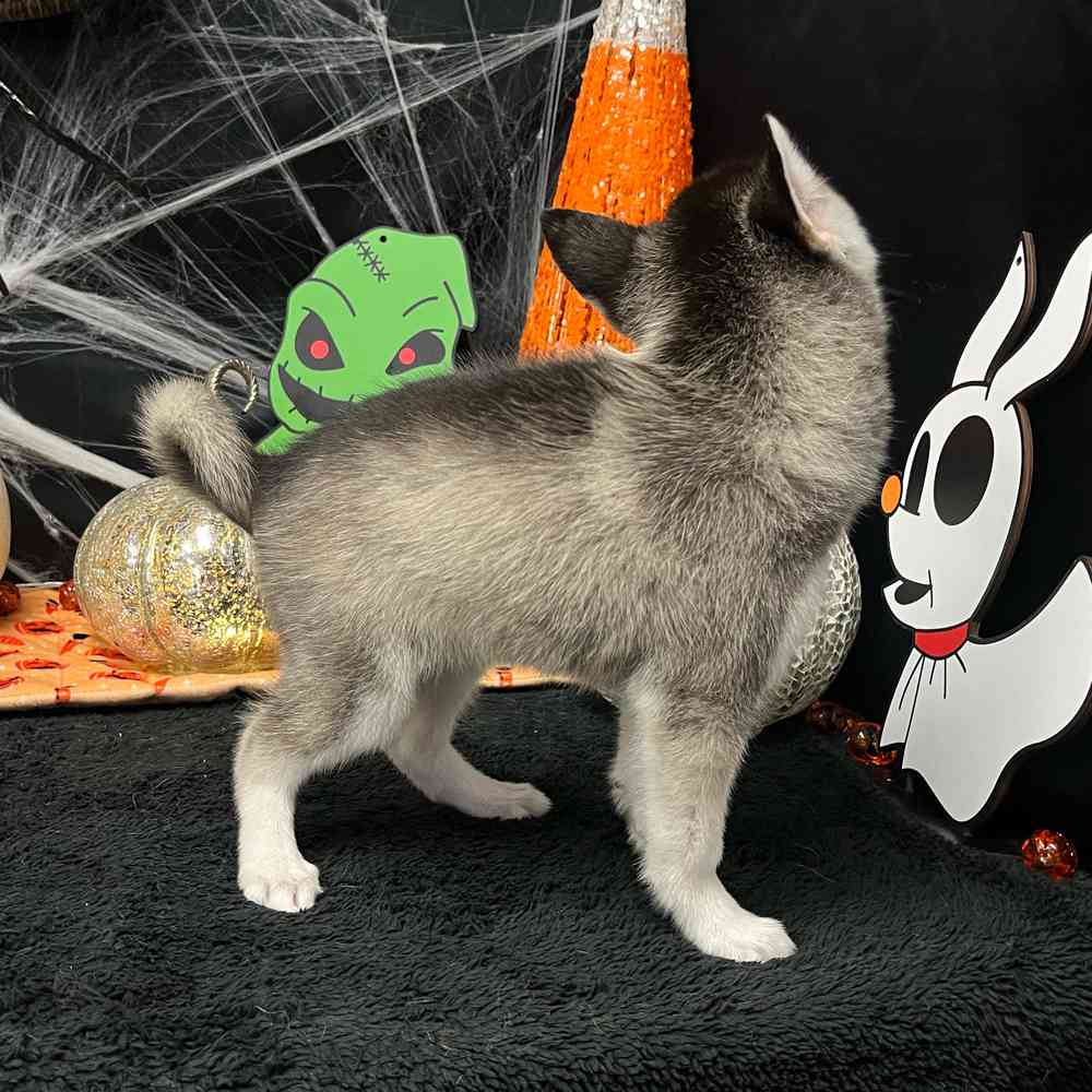 carousel pet images