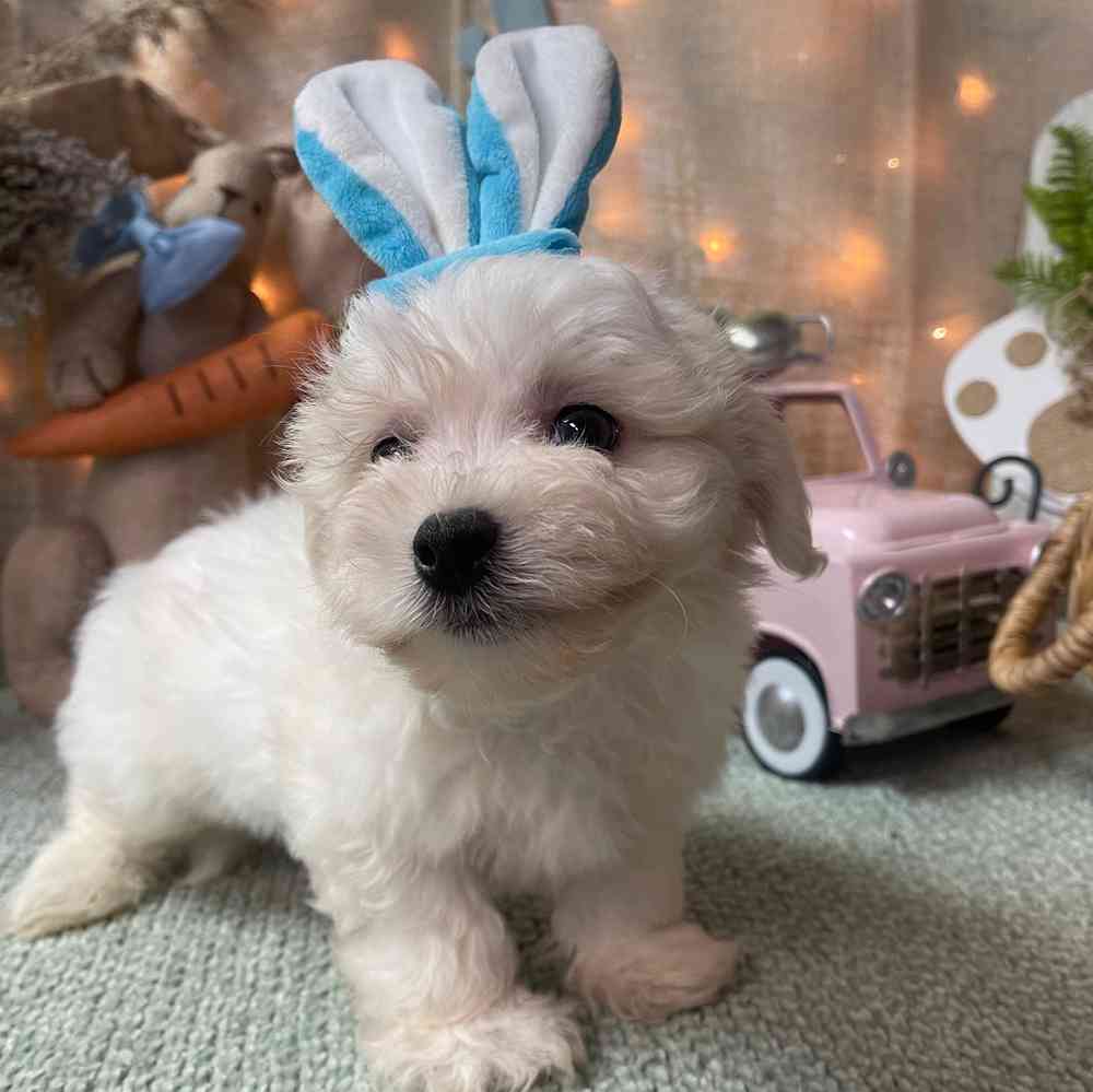 carousel pet images