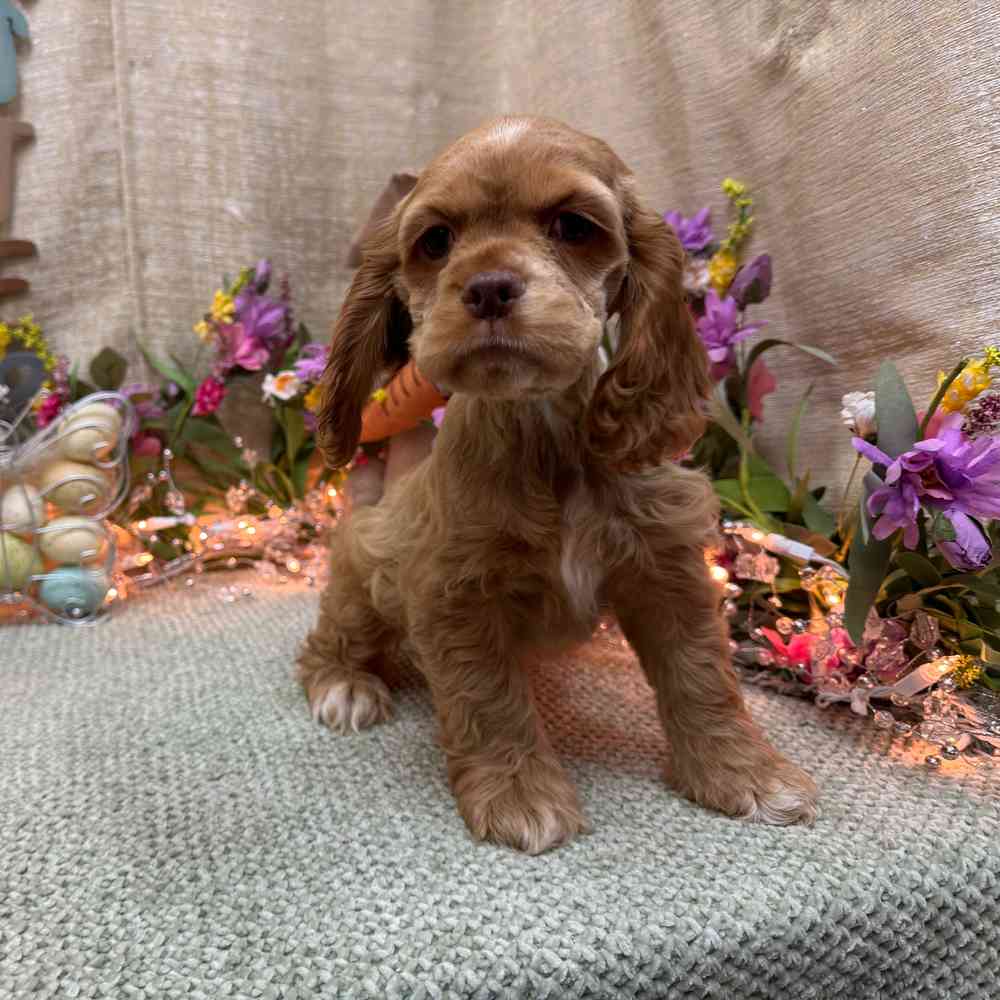 carousel pet images
