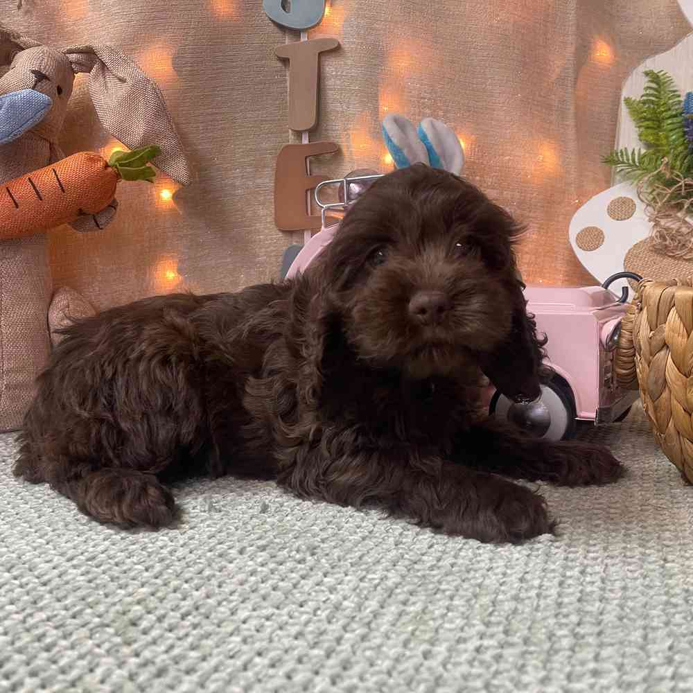 carousel pet images