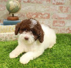 Poodle