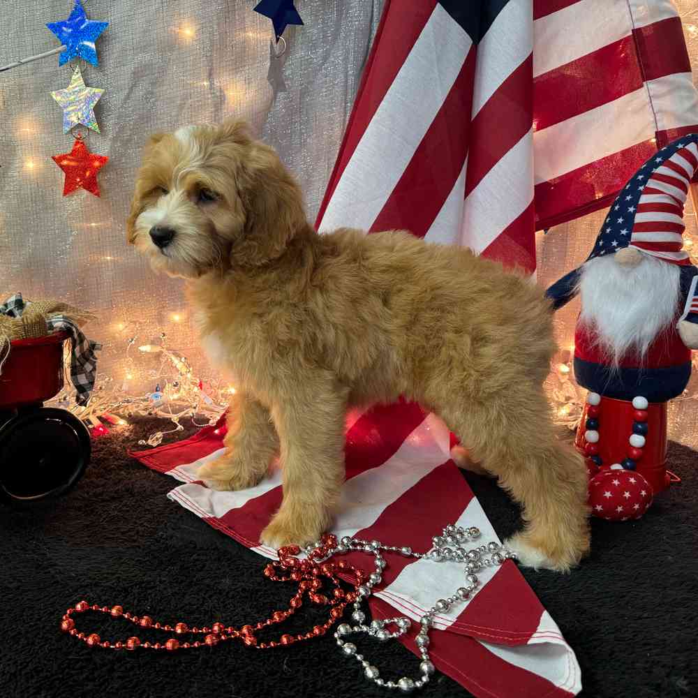 carousel pet images