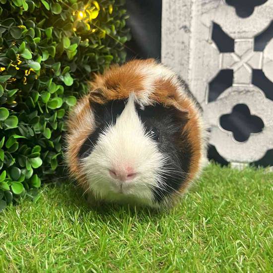 Adoption Guinea Pig