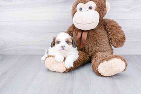 Shih-Poo